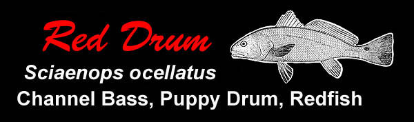 Red Drum