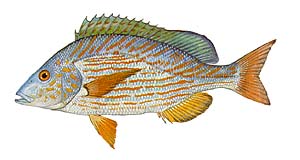 Pigfish/Hogfish