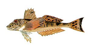 Searobin