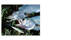 Speckled trout