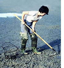 Lady Clamming
